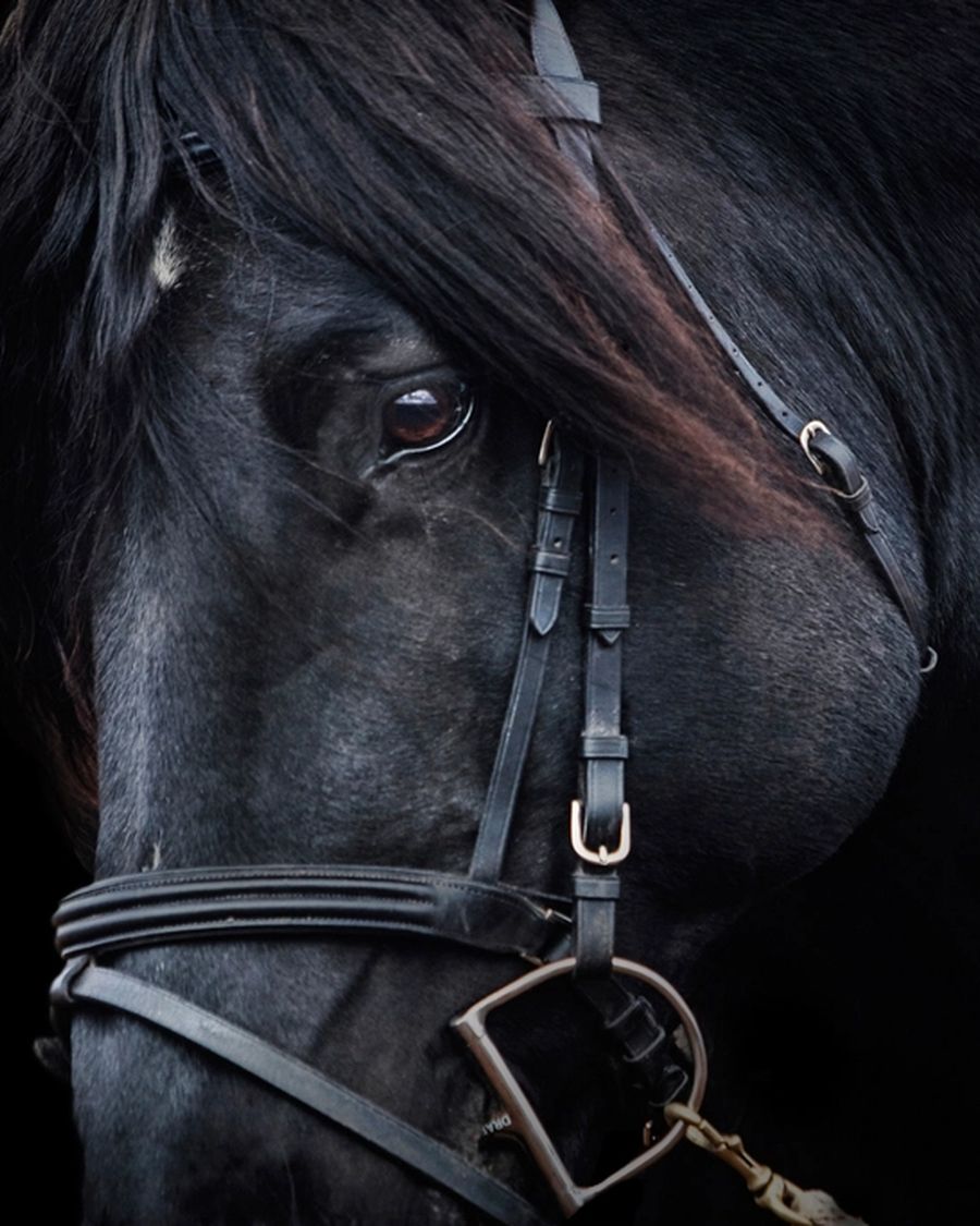 Pferd Nr. 24