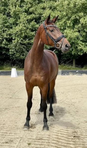 Csillag (STAR) — Galeriebild