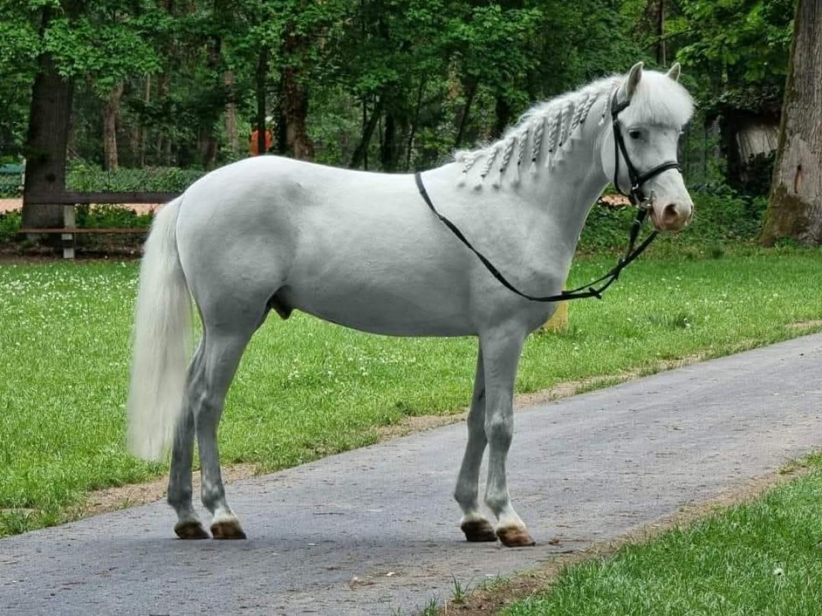 Herceg
