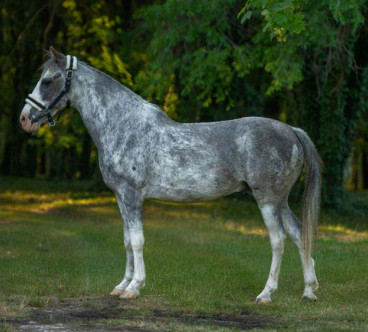 Genaro — Galeriebild
