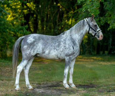 Genaro — Galeriebild