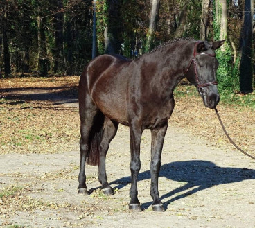 Pferd Nr. 42 — Galeriebild
