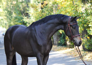 Rubina — Galeriebild