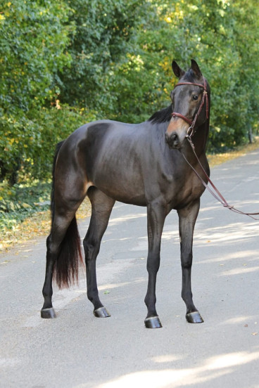 Rubina — Galeriebild