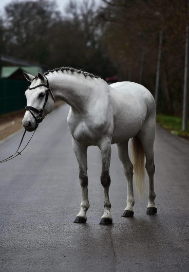 Coco — Galeriebild