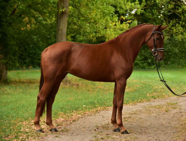 Lady — Galeriebild