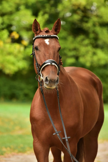Lady — Galeriebild
