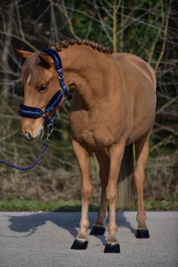 Pferd Nr. 63
