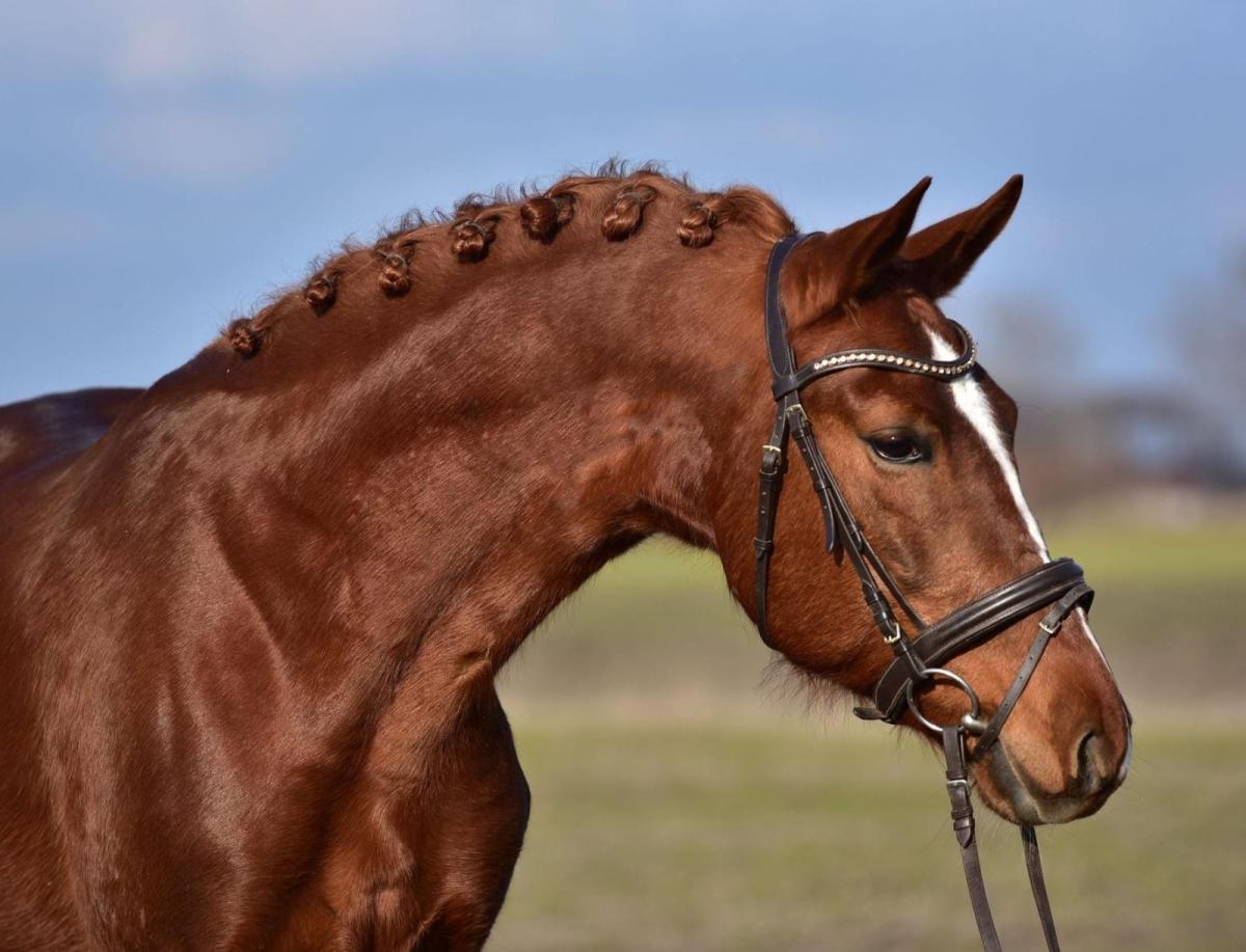Pferd Nr. 71