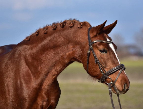 Pferd Nr. 71