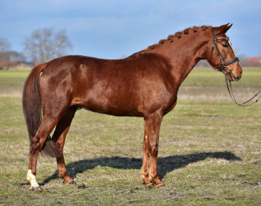Pferd Nr. 71 — Galeriebild