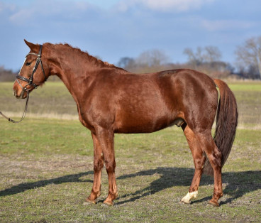 Pferd Nr. 71 — Galeriebild