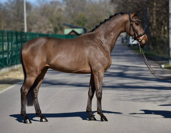 Mágnás