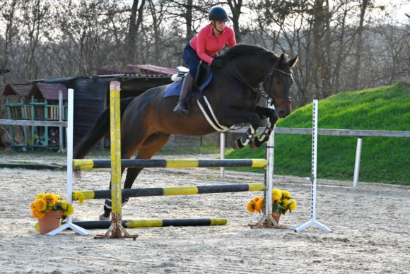 Pferd Nr. 75