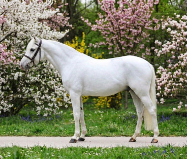 Pferd Nr. 78 — Galeriebild