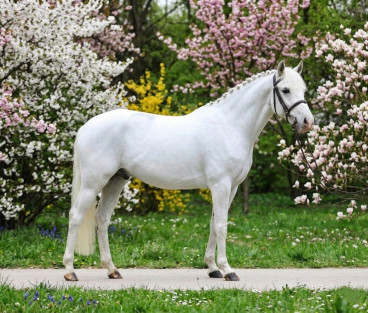Pferd Nr. 78 — Galeriebild
