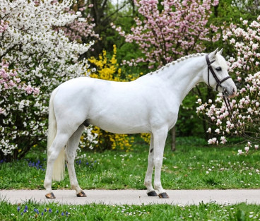 Pferd Nr. 78 — Galeriebild