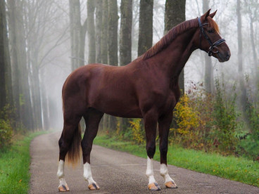 Pferd Nr. 81 — Galeriebild