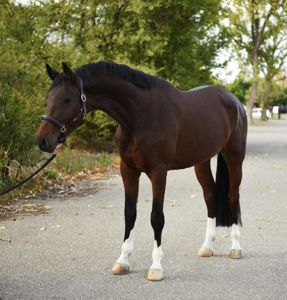 Pferd Nr. 85