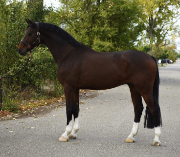 Pferd Nr. 85 — Galeriebild