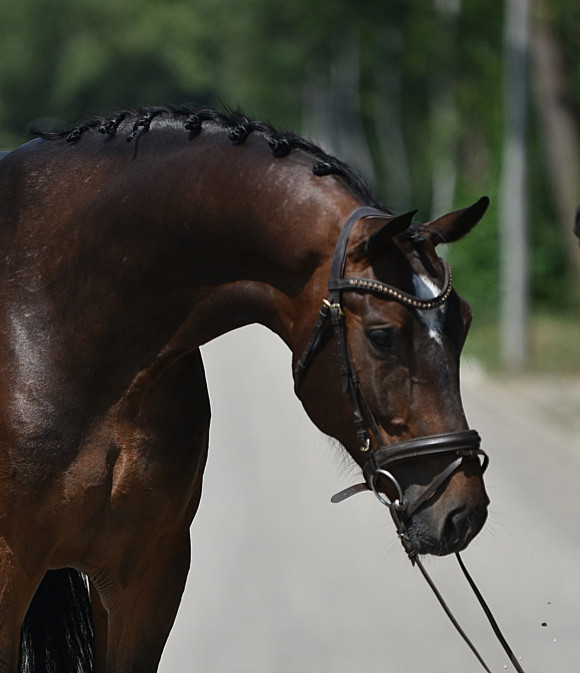 Pferd Nr. 88