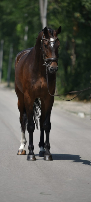 Pferd Nr. 88 — Galeriebild