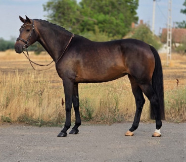 Perla — Galeriebild