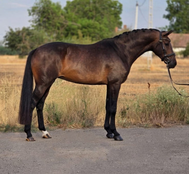 Perla — Galeriebild
