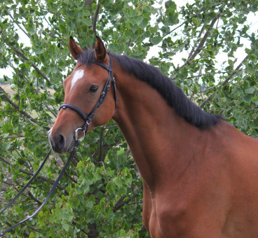 Arthur — Galeriebild